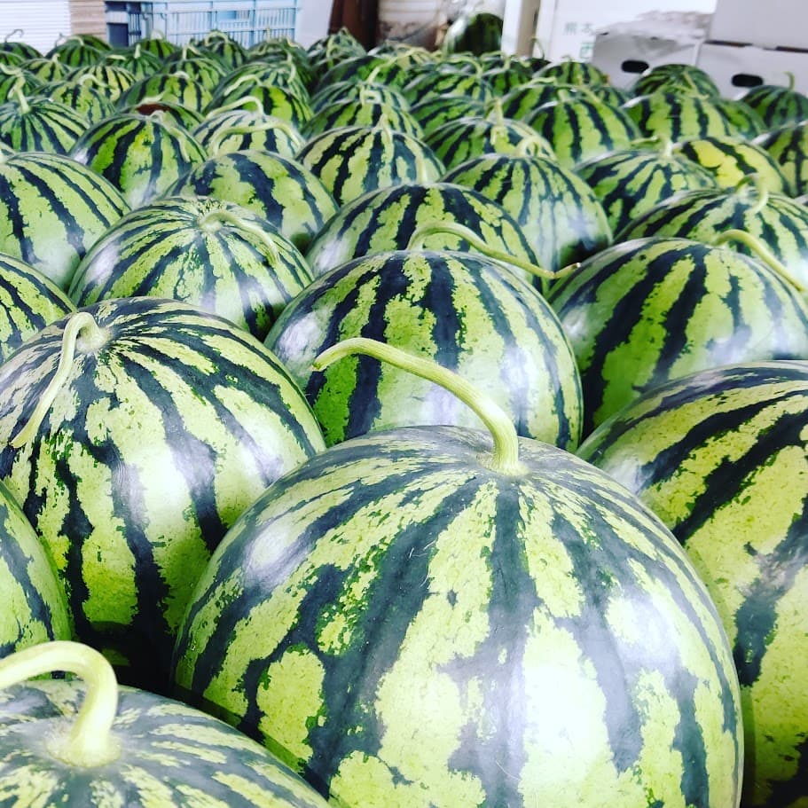 Kosaku Farm watermelons