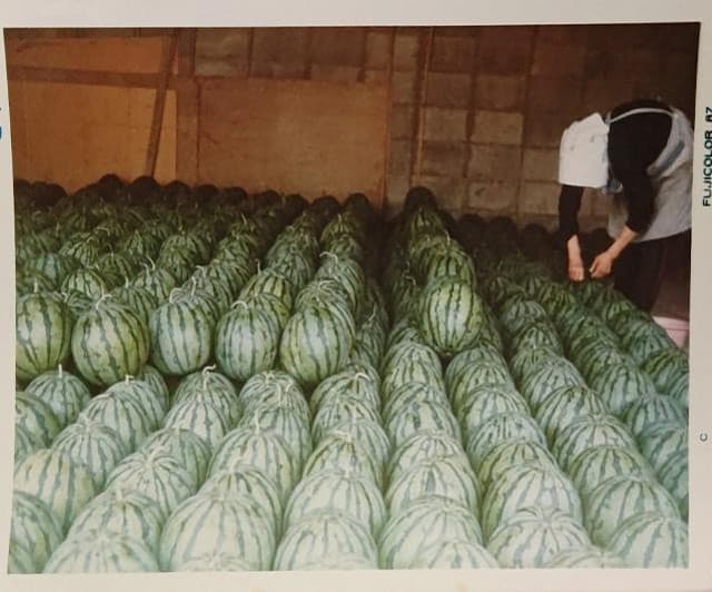 圧巻のスイカの収穫